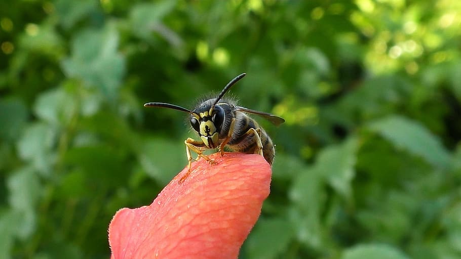 wasp, insect, close, garden, animal themes, one animal, animal wildlife HD wallpaper