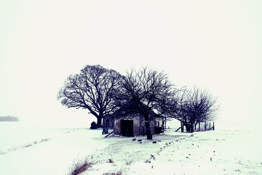 winter, landscape, snow, tree, home, nature, wasteland, wintry HD wallpaper