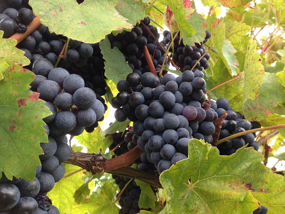 grape, fruit, vineyard, healthy eating, food and drink, leaf HD wallpaper