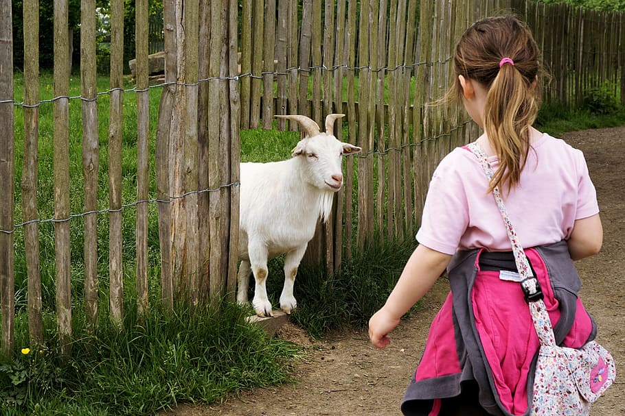 woman wearing pink top looking at white goat on brown wooden fence, HD wallpaper