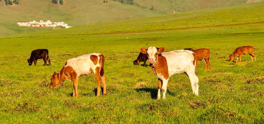 Cattle, Calf, Calves, Cow, Farm, Animal, mongolia, livestock, HD wallpaper