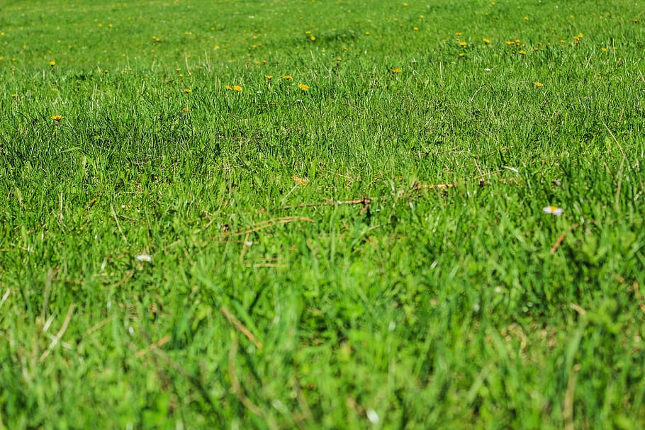 green, grass, nature, grassy, lawn, plain, spring, sunny, fresh HD wallpaper