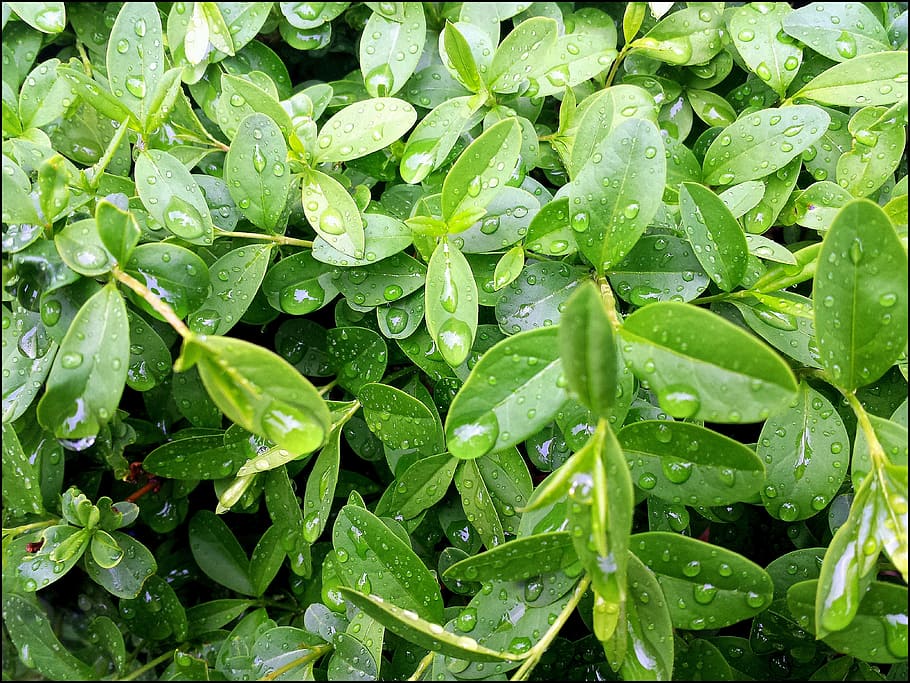 dew, drops, water, leaves, green, plant, gardening, leaf, nature HD wallpaper