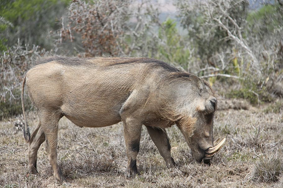 Warthog, Safari, South Africa, Sun, nature, wildlife, pig, reserve, HD wallpaper