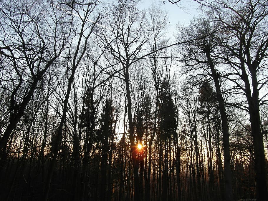 Sunset, Forest, Nature, abendstimmung, lighting, tree, no people HD wallpaper