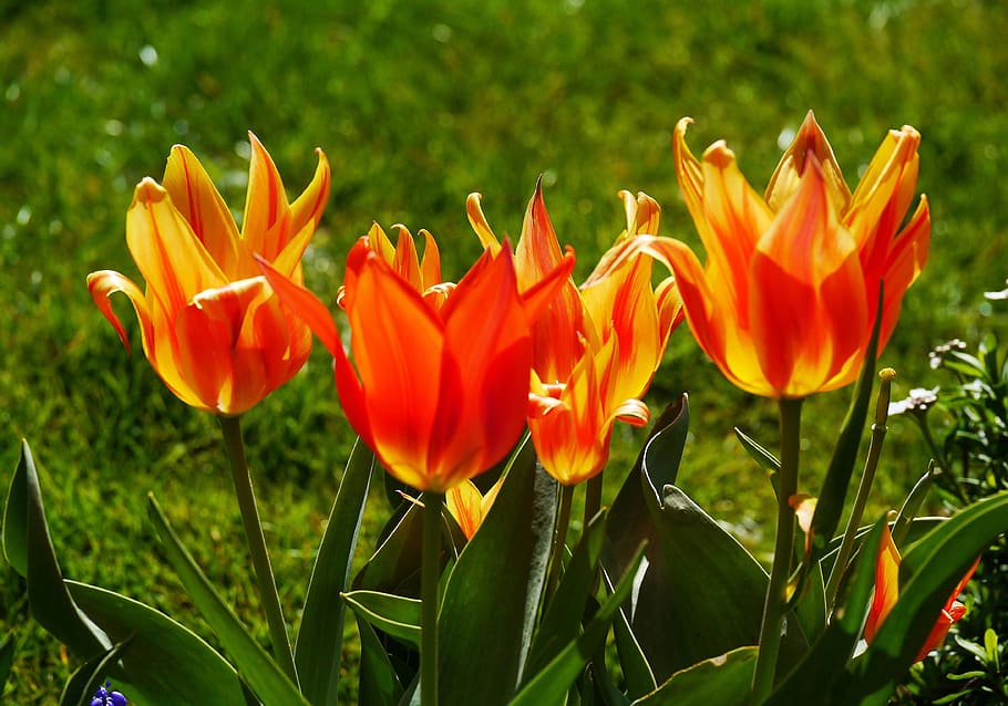Tulips, Spring, Colorful, tulpenbluete, tulip cup, flamed, bred, HD wallpaper