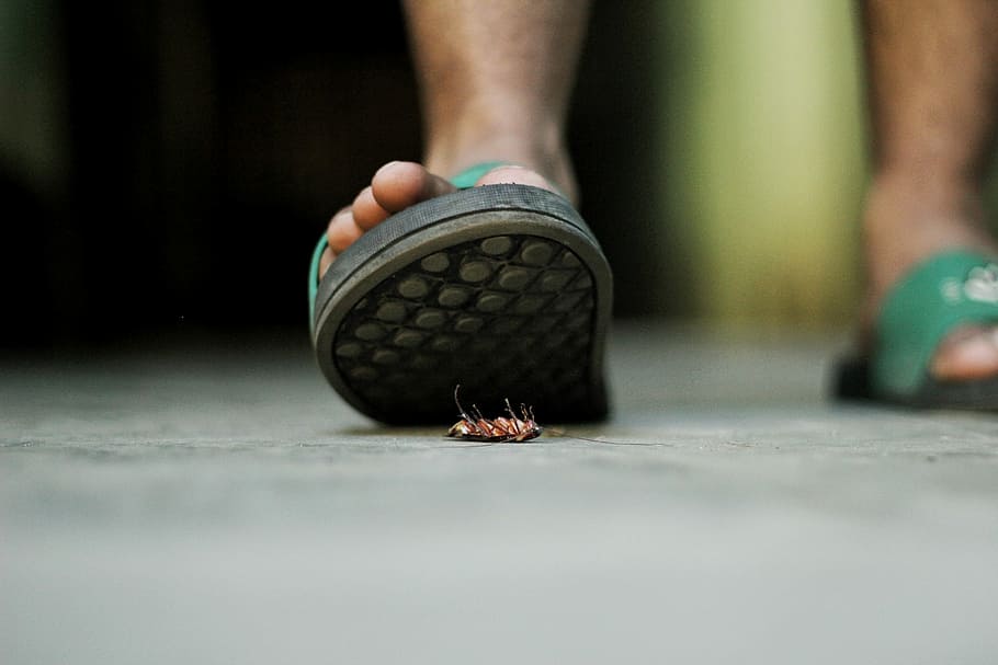 person wearing pair of slides, person wearing green slide sandals HD wallpaper