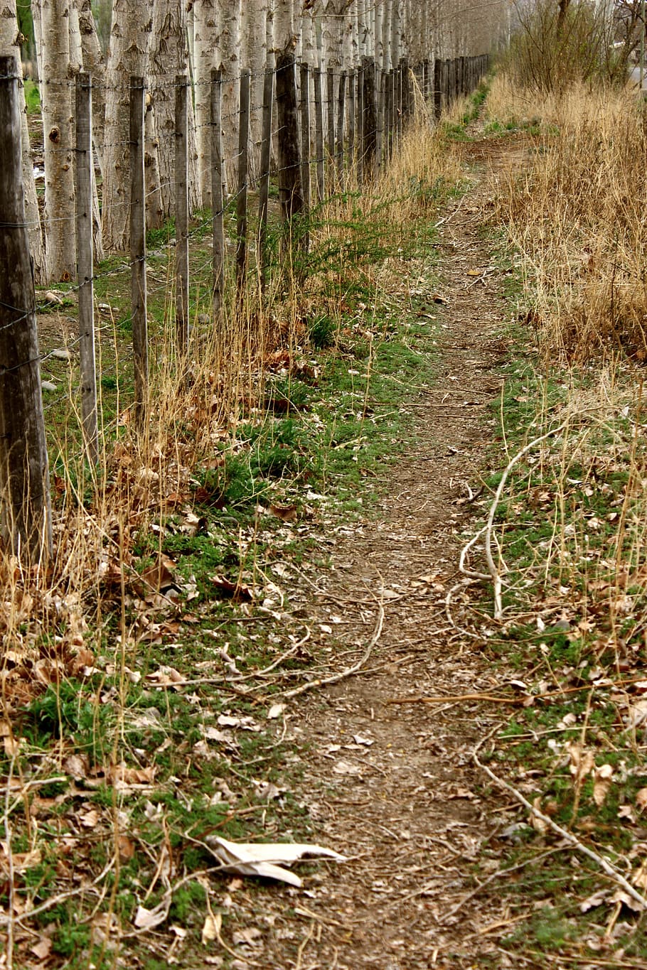 path, leaves, trail, landscape, trees, trails, plant, forest HD wallpaper