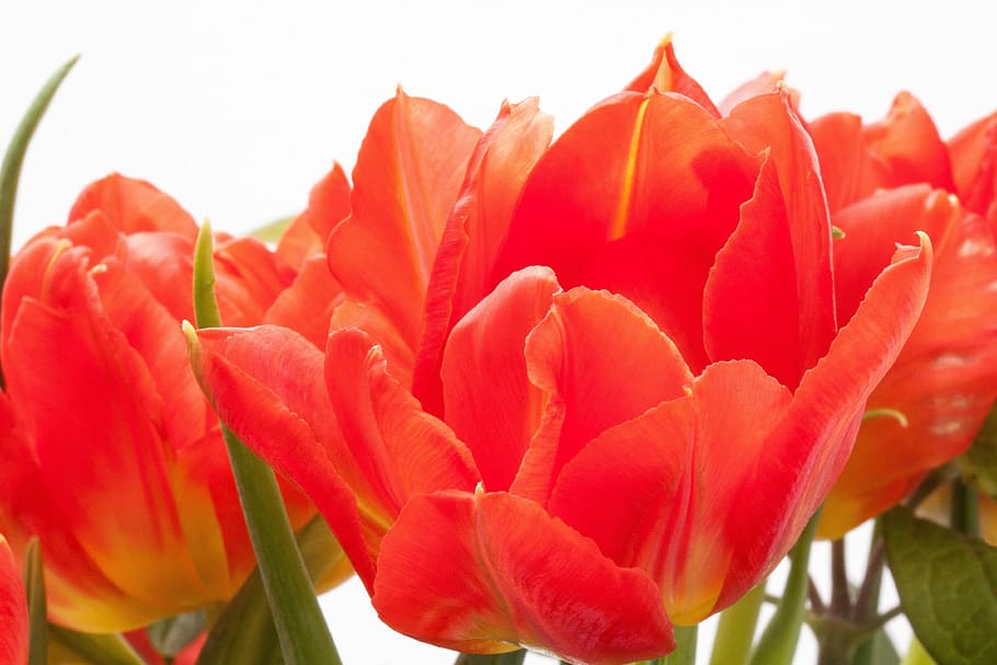 Tulips, Lily, Spring, Nature, Flowers, schnittblume, blossom HD wallpaper