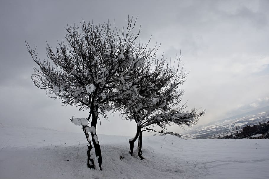 Winter, Snow, Tree, Nature, snow landscape, çaycuma, cold temperature HD wallpaper