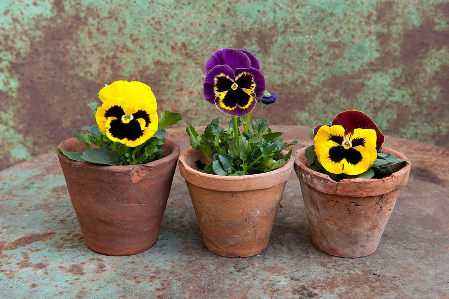 three green leaf plants with yellow flowers on brown pots, pansy HD wallpaper
