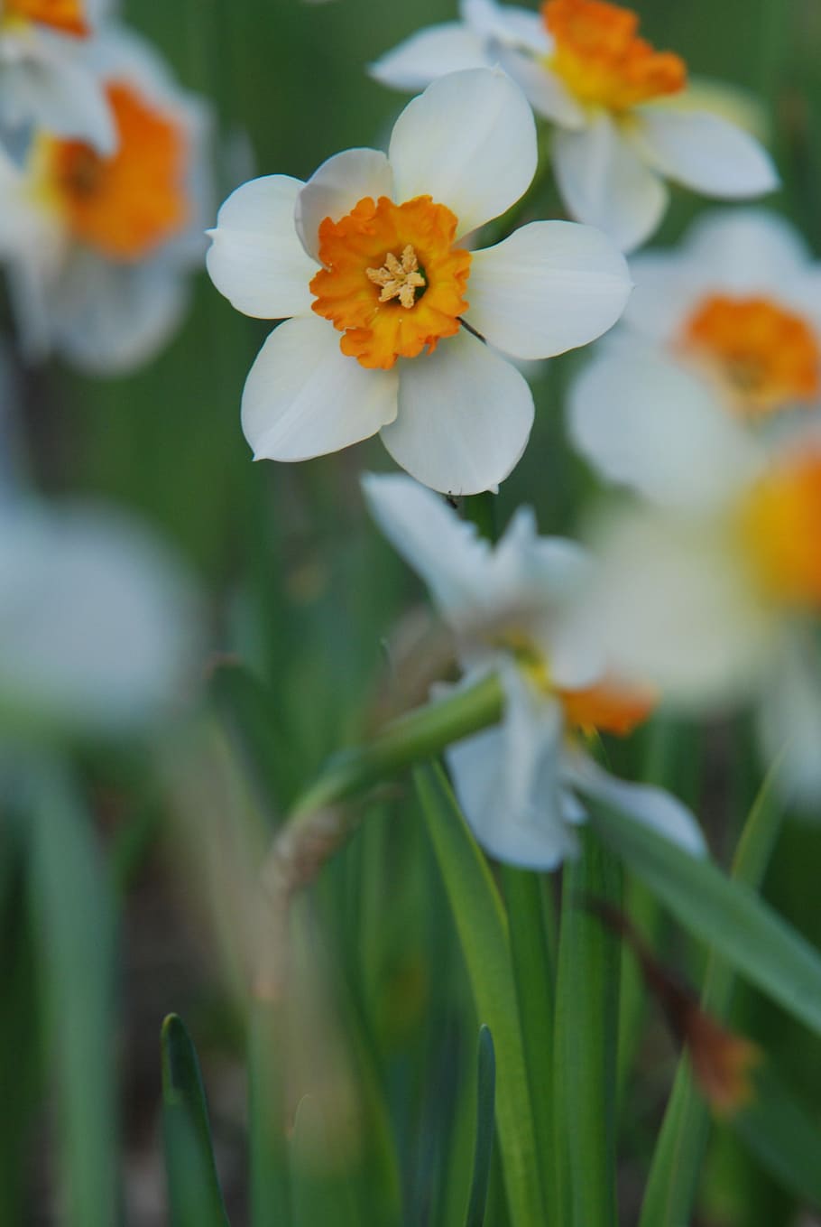 Narcissus, Flower, plant, outdoors, growth, day, no people HD wallpaper