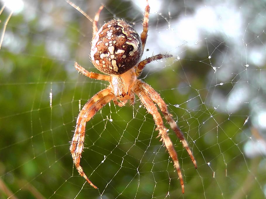 Spider, Network, Animal, Close, Cobweb, insect, nature, spider web HD wallpaper