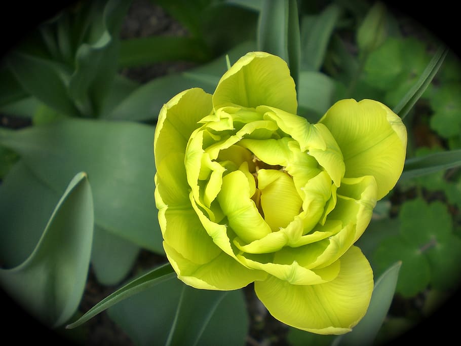 tulip, spring, flower, tulips, nature, yellow, flowers, blossomed HD wallpaper