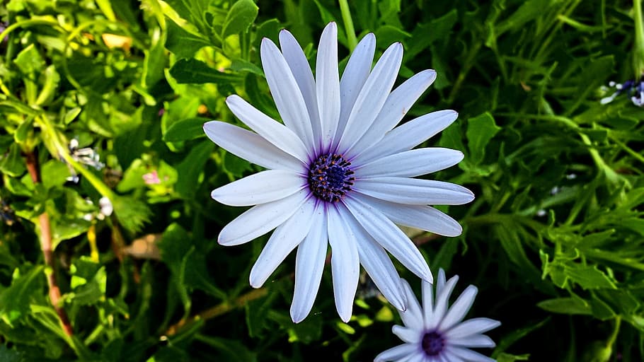 white, nature, flower, spring, summer, plant, green, floral HD wallpaper