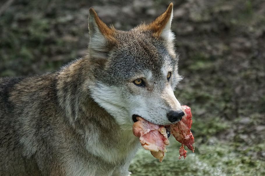 wolf, predator, food, carnivores, pack animal, attention, alpha dog, HD wallpaper