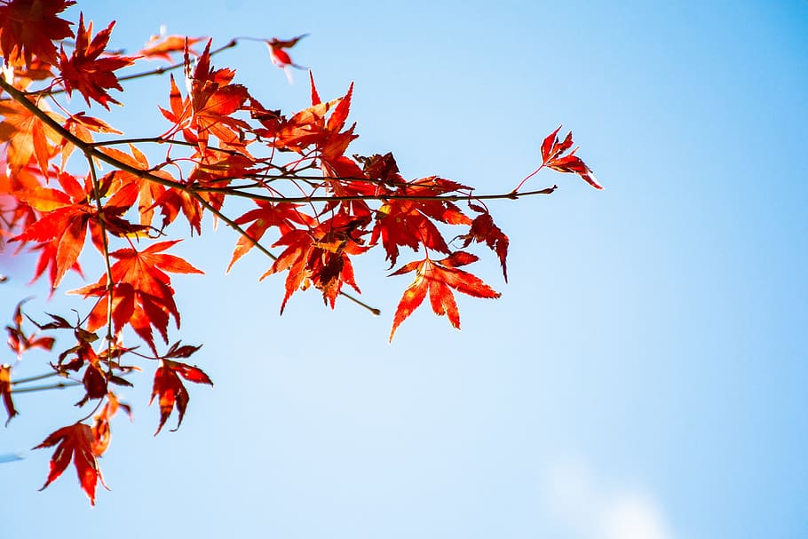 maple leaf, blue day, autumn, plant part, orange color, nature HD wallpaper