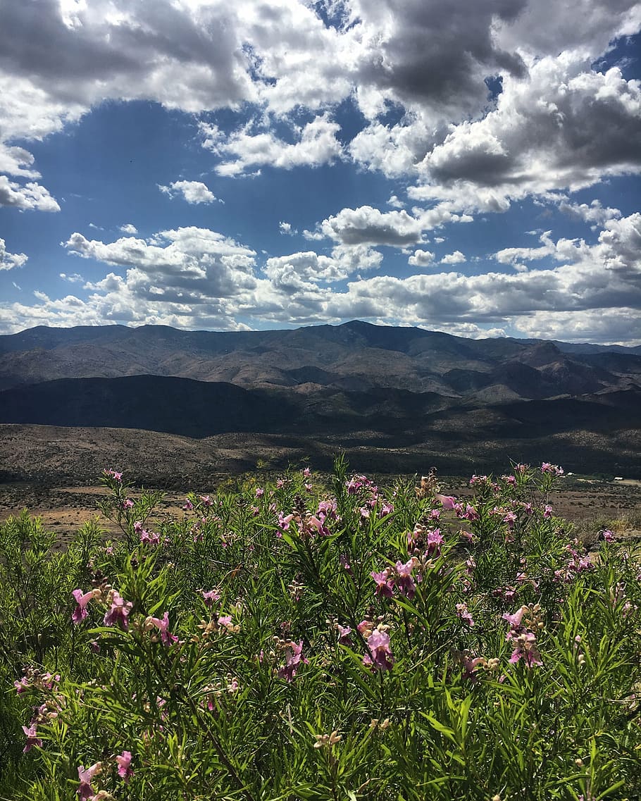 mountains, clouds, sky, nature, flowers, travel, adventure