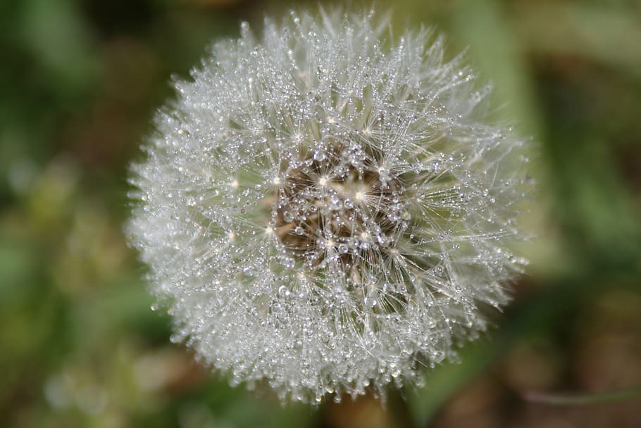 dandelion, flower, grass, close-up, plant, beauty in nature HD wallpaper