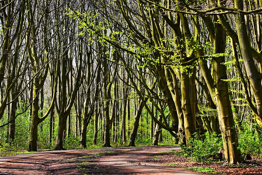 photography of green forest trees during daytime, lane, tree lined lane HD wallpaper