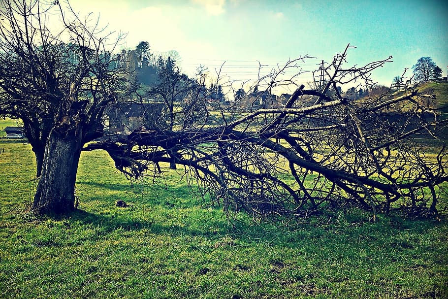 tree, log, aesthetic, landscape, nature, trees, plant, grass HD wallpaper