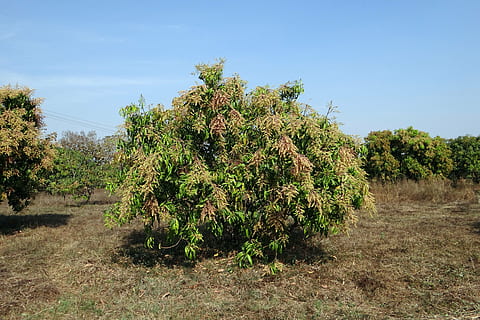 mango tree, mangifera indica, orchard, dwarf, hyv, blossoms HD wallpaper