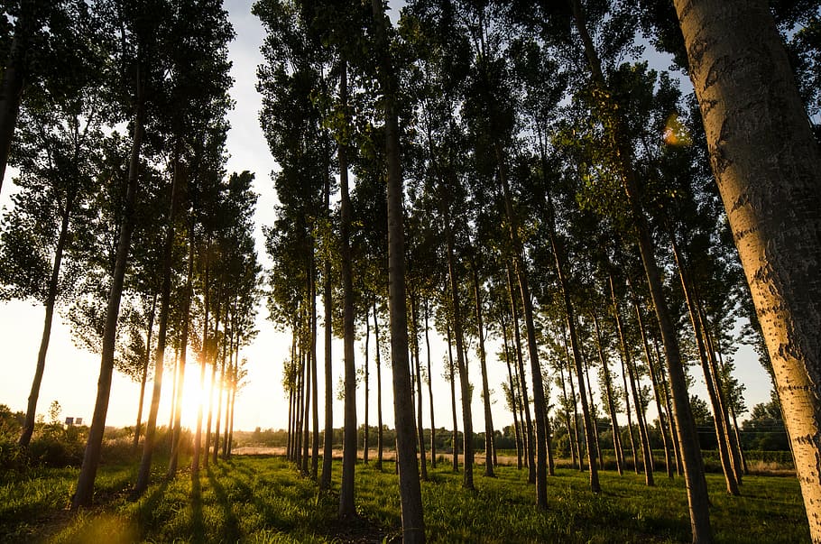 sunset, tree, nature, evening, horizon, summer, natural, forest HD wallpaper