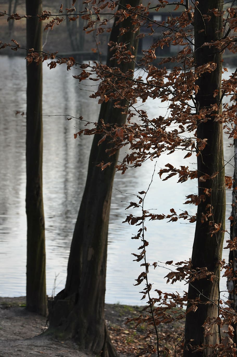 autumn, tree, then, foliage, lake, pond, nostalgia, water, trunk HD wallpaper