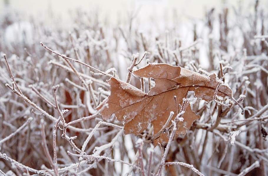 leaf, grass, snow, cold, winter, cold temperature, nature, plant HD wallpaper