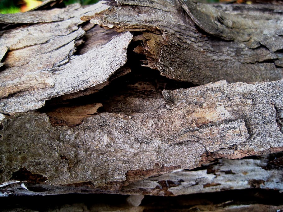 bark, peeling, dead, wood, tree trunk, dry, nature, backgrounds HD wallpaper