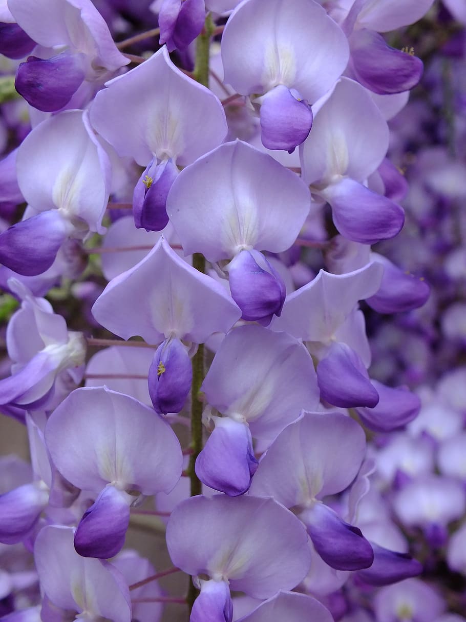 purple, acacia, flower, nearby, vulnerability, flowering plant