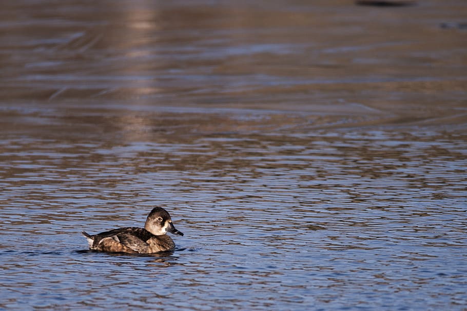 duck, water, mallard, animal themes, one animal, animal wildlife HD wallpaper