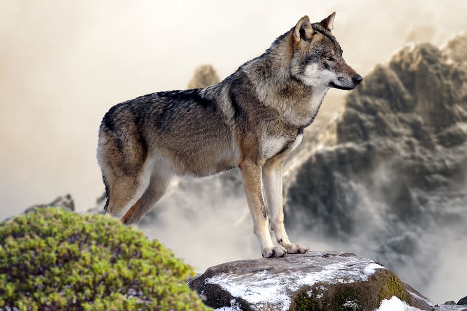 grey and white wolf standing on the rock, wild, mountain, one animal