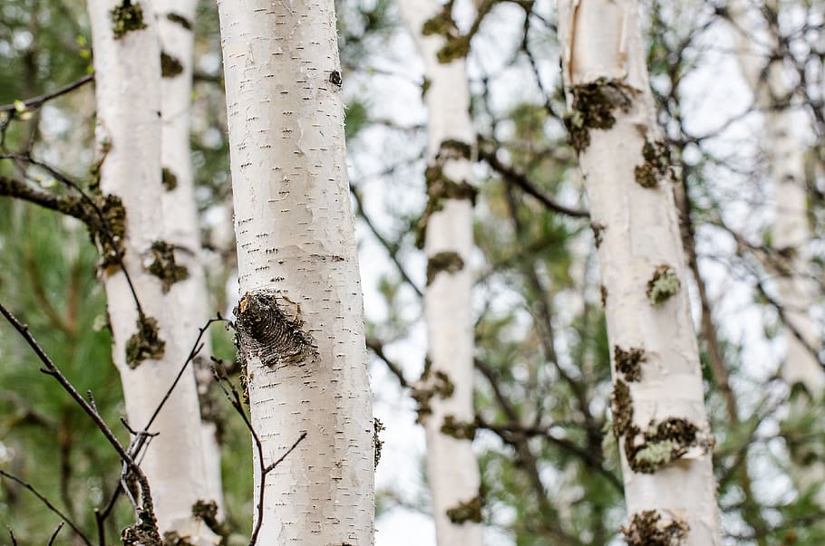 tree trunk, moss, trees, bark, white, brown, forest, green HD wallpaper