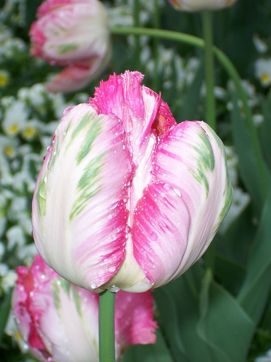 tulip, pink, close, spring, flower, freshness, flowering plant HD wallpaper