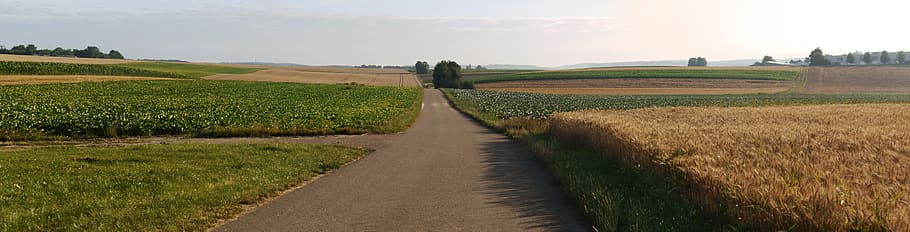 Panorama, Fields, morgenstimmung, away, cereals, grain, wheat field HD wallpaper
