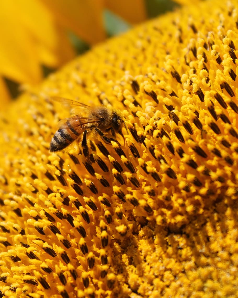 sunflower, honey bee, beekeeping, yellow, pollen, apiary, one animal