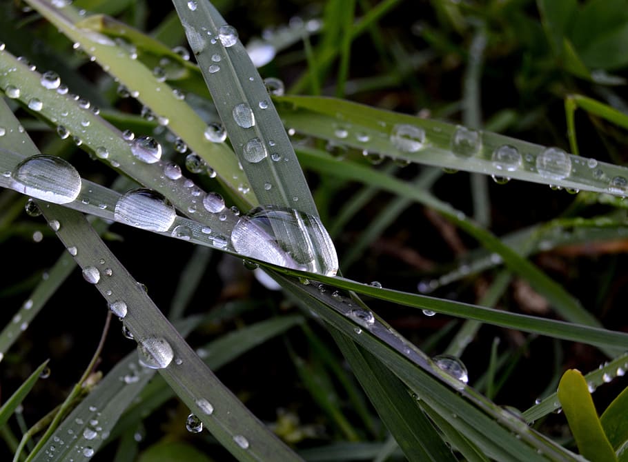 grass, rosa, rain, drops, morning, nature, wet, water, a drop of HD wallpaper