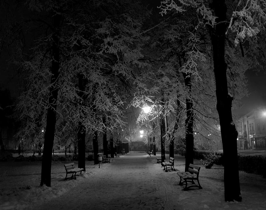 Tree, Winter, Black And White, park, black white, night, illuminated HD wallpaper