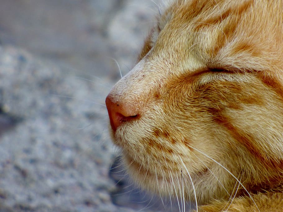 cat, cats, animals, muzzle, whiskers, cats nose, portrait, one animal HD wallpaper
