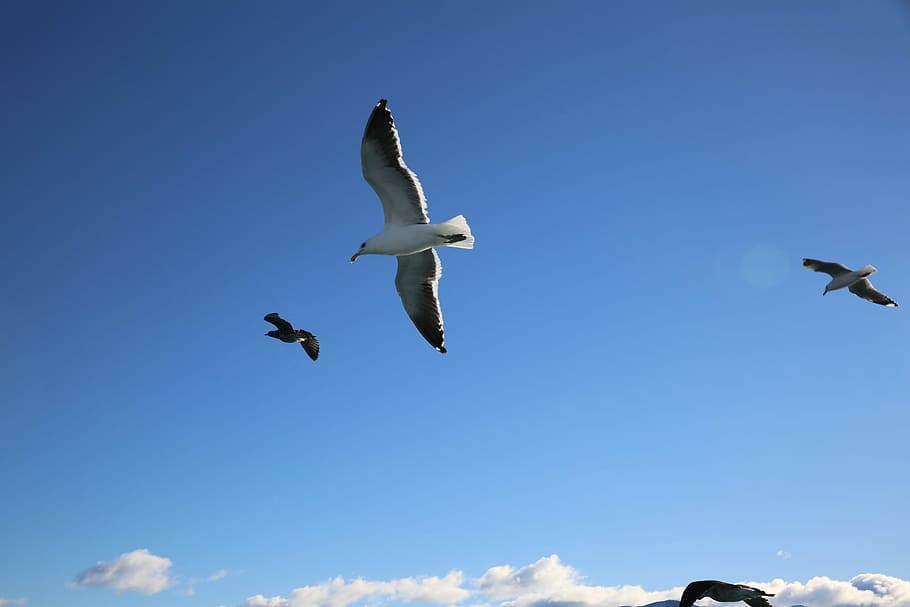 Seabirds, Sky, Blue, flying, animals in the wild, animal wildlife HD wallpaper