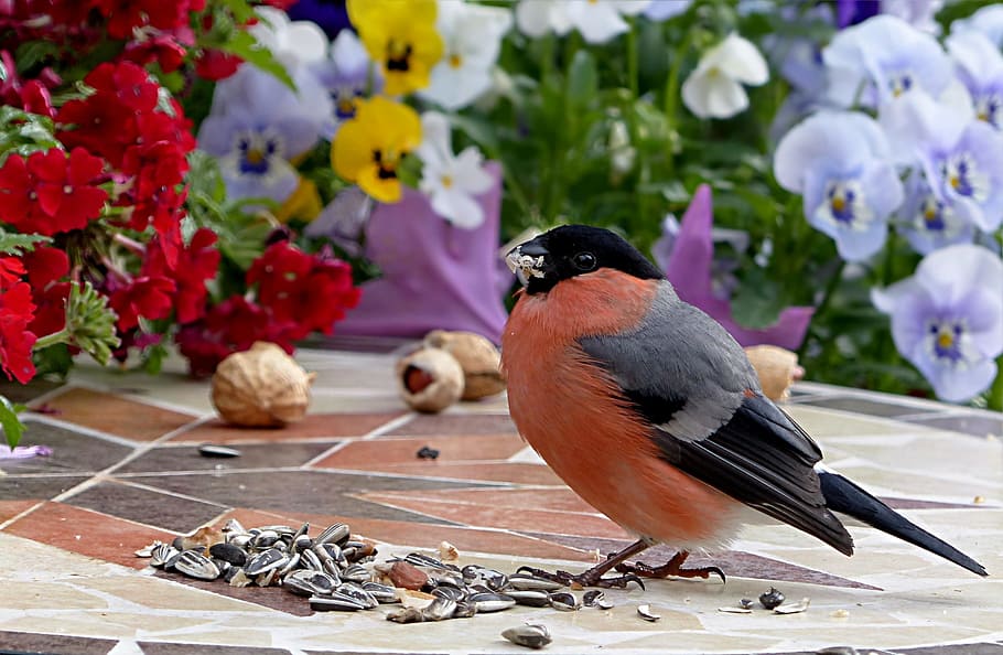 brown and gray bird next to sunflower seeds on table near flowers during daytime, HD wallpaper