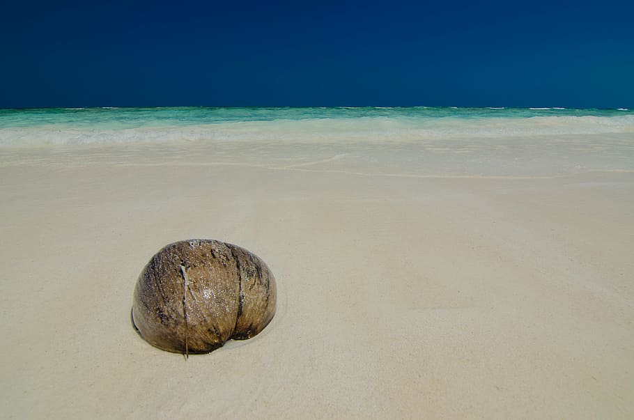 brown coconut shell on seashore, the island, sandy beach, seaside, HD wallpaper