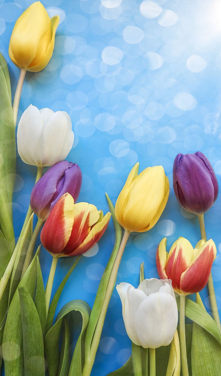 tulip flowers on blue board, nature, easter, color, flora, floral HD wallpaper