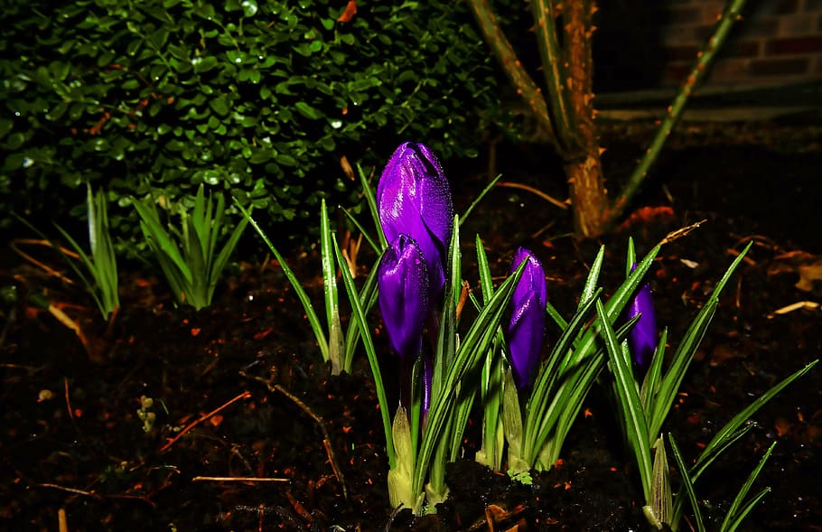 crocus, blossom, bloom, spring, purple, flower, flower purple HD wallpaper