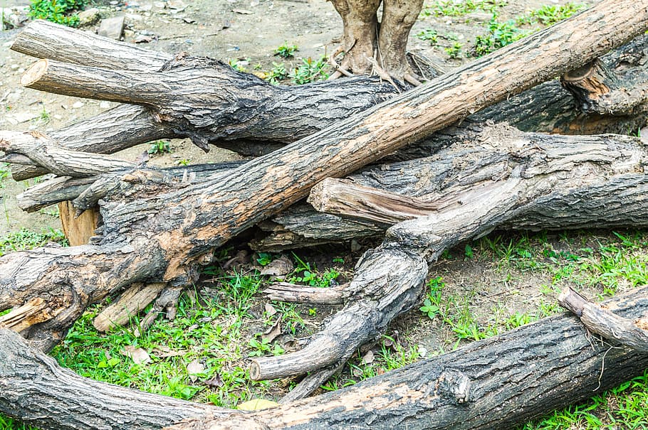 tree, dead, nature, desert, dry, death, landscape, old, natural, HD wallpaper