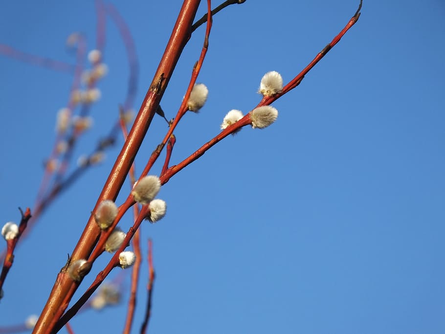 Sky, Blue, Blue, Tree, Tree, Spring, Blue Sky, nature, outdoors HD wallpaper