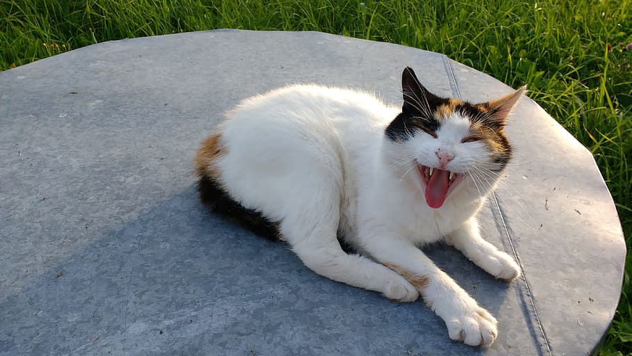 Cat, Grimace, Yawn, Grass, Sleep, Muzzle, mouth, open, animal HD wallpaper