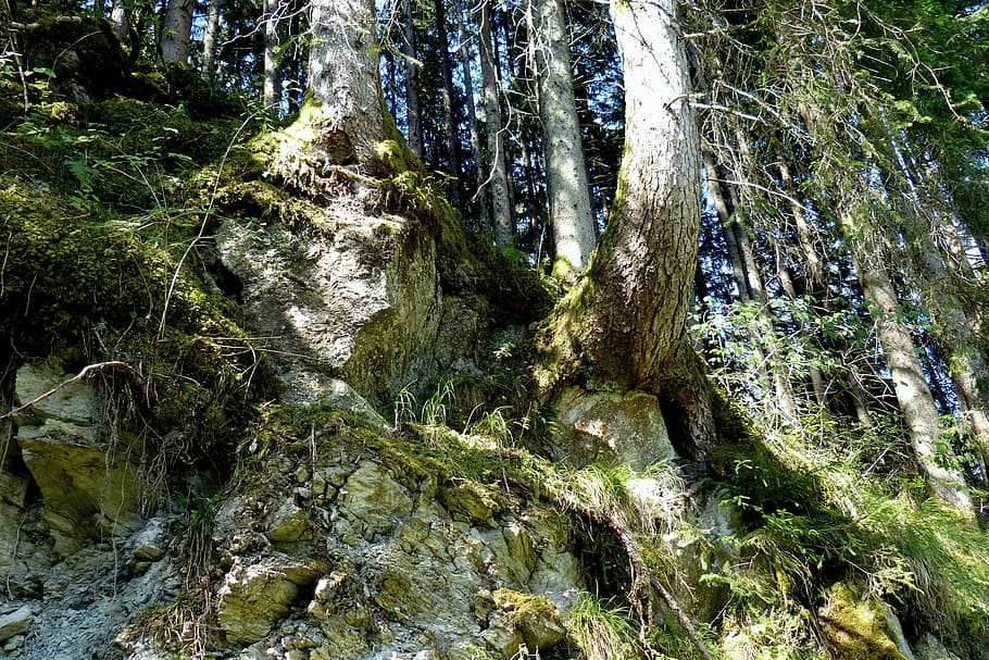 tree roots, forest, rock, slope, plant, beauty in nature, growth HD wallpaper