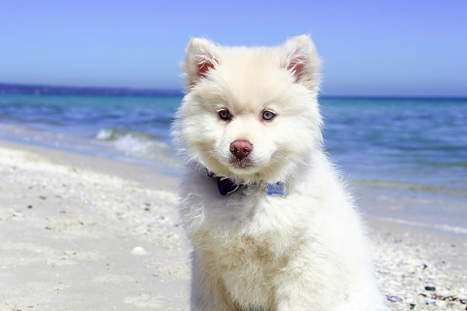 white Alaskan malamute puppy on seashore, beach, dog, water, pet